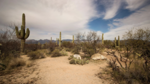 Arizona desert